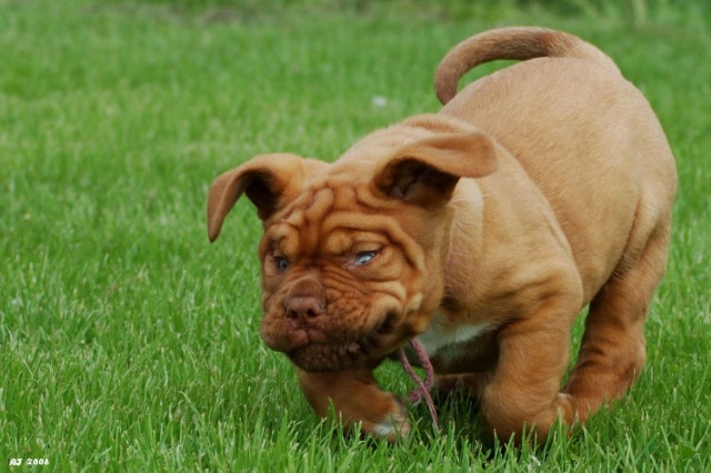 Pup in gras6.jpg